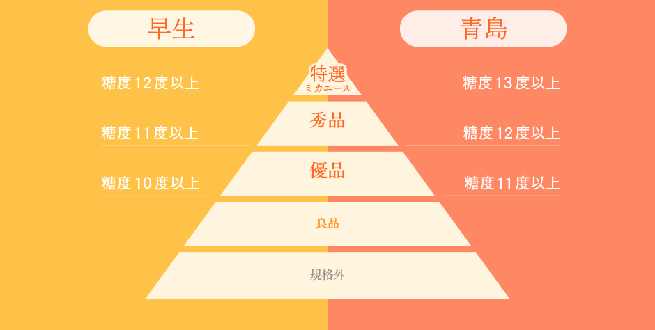 図:ミカエース 早生と青島の等級