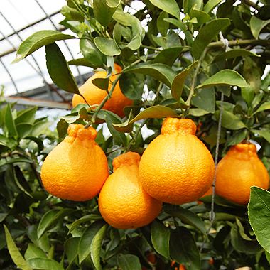 蒲郡産【赤秀品】樹熟デコポン