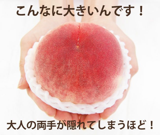特大桃 秀品 6個 セット 化粧箱入り 国産 | フルーツShomeido（しょう