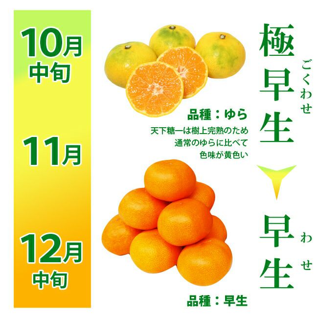 糖度13度 JA とぴあ浜松 みかん【 天下糖一 】 赤秀品 Mまたは S