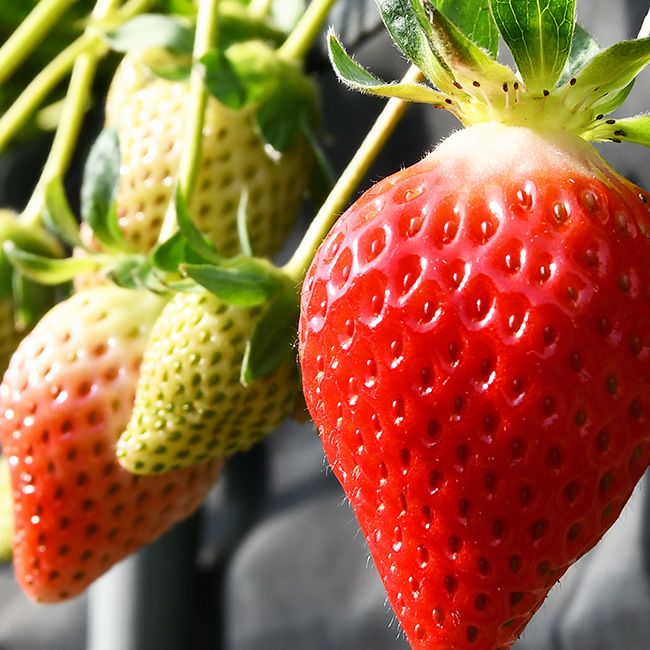 日恵野さんのいちご 「恋のかほり」8～9粒入 化粧箱