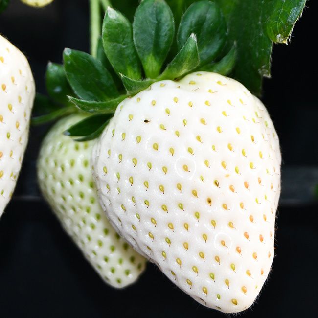 日恵野さんのいちご 「雪姫」8～9粒入 化粧箱 送料無料 愛知 珍しい 白いちご