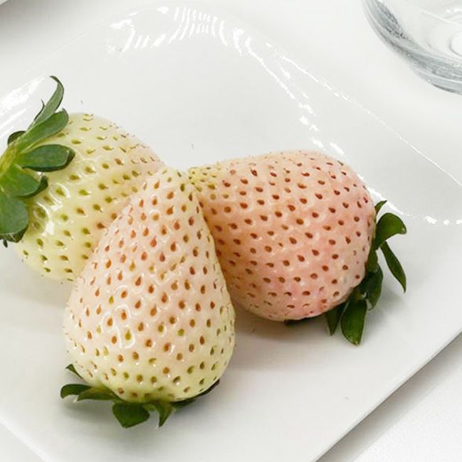 日恵野さんのいちご 「雪姫」8～9粒入 化粧箱 送料無料 愛知 珍しい 白いちご