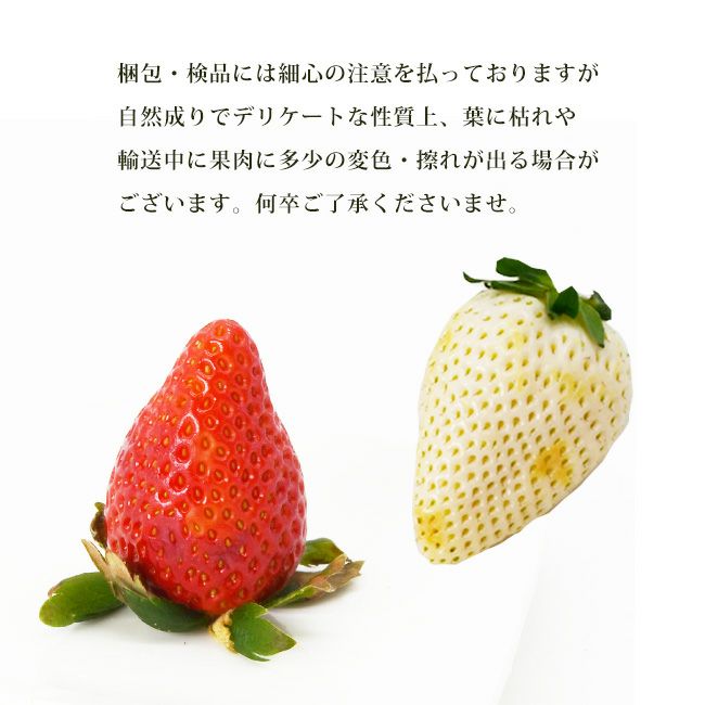 日恵野さんのいちご 食べ比べセット「恋のかほり」＆「雪姫」 合計16～18粒入 化粧箱 送料無料 愛知 珍しい 白いちご